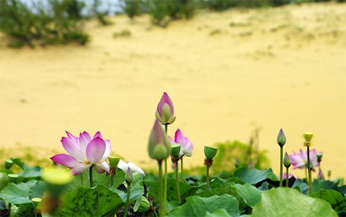 Hoa sen đưa sắc trong nắng gió sa mạc