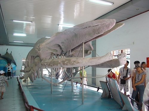 Bộ xương cá voi khổng lồ dài gần 18m được bảo tồn cẩn thận