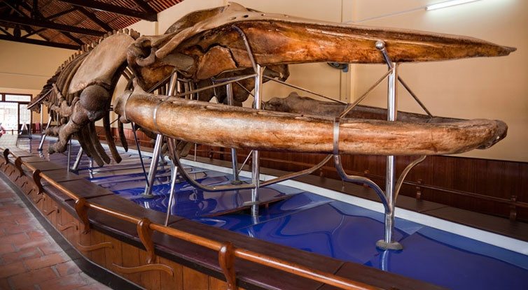 Du lịch Phan Thiết, đừng quên ghé thăm bộ xương cá voi lớn nhất Việt Nam