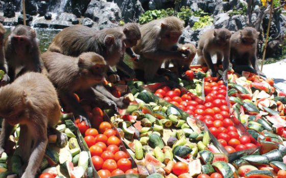 Đảo Khỉ Nha Trang thu hút bởi những chú khỉ tinh nghịch và đáng yêu